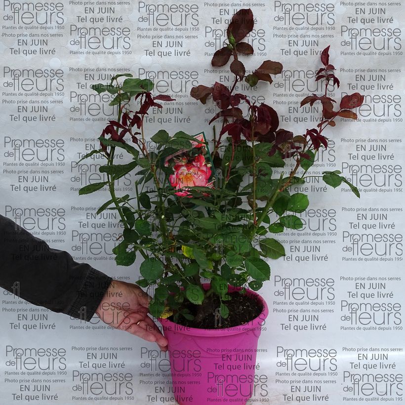 Exemple de spécimen de Rosier à fleurs groupées Betty Boop en pot de 4L tel que livré