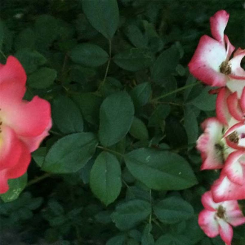 Rosier à fleurs groupées Betty Boop (Feuillage)