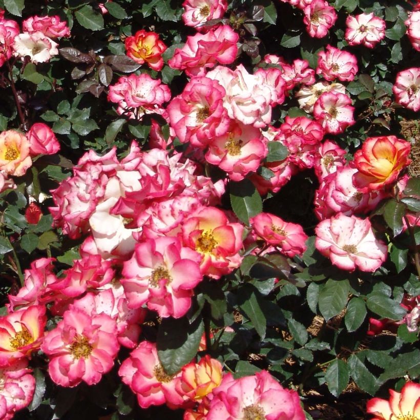 Rosier à fleurs groupées Betty Boop (Floraison)