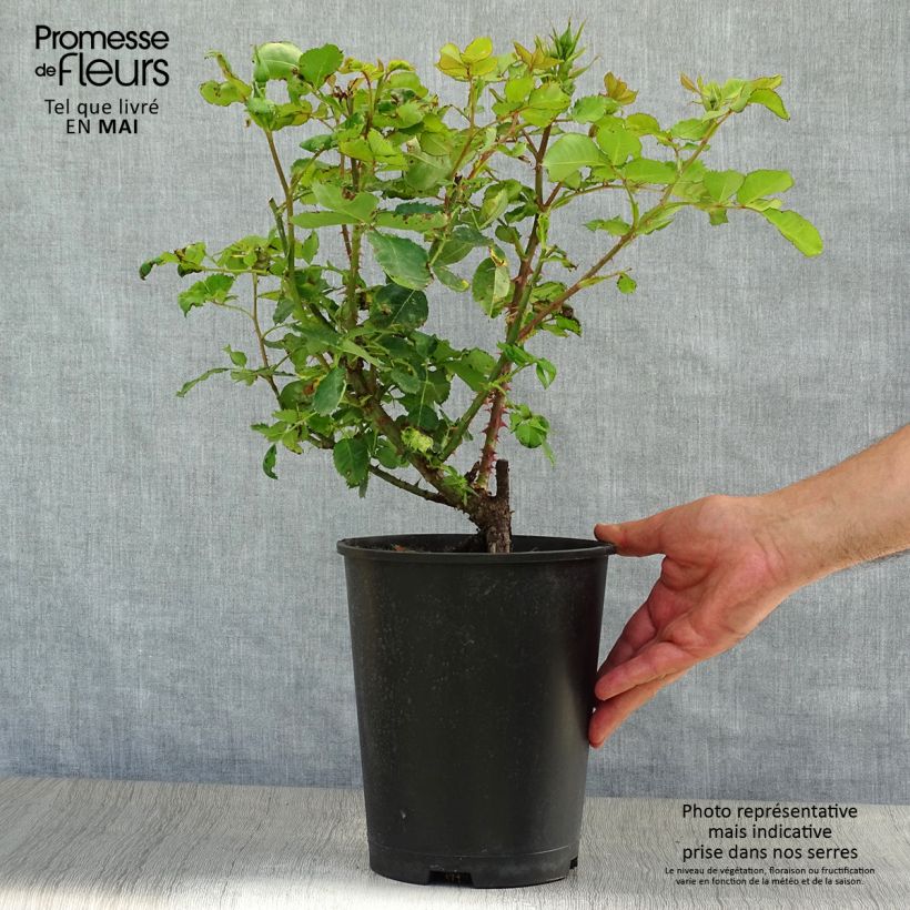 Spécimen de Rosier à fleurs groupées Blue Eyes en pot de 4L tel que livré au printemps