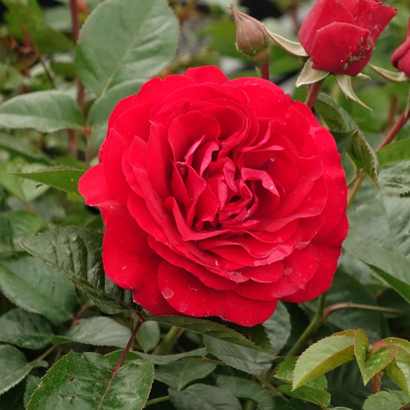 Rosier à fleurs groupées Bordeaux (Floraison)
