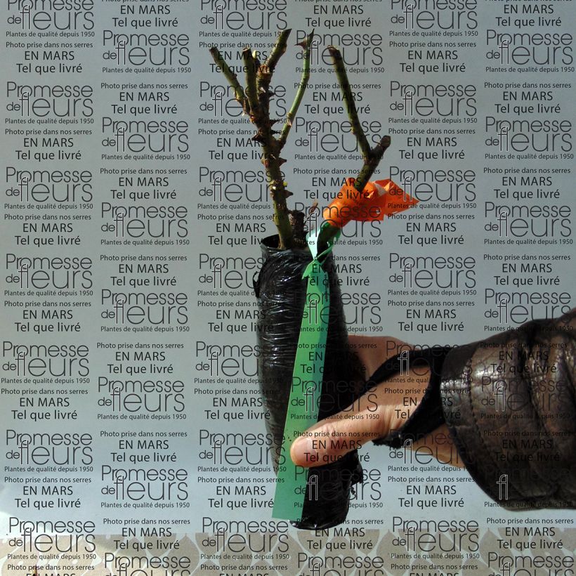 Spécimen de Rosier à fleurs groupées Botticelli tel que livré en printemps