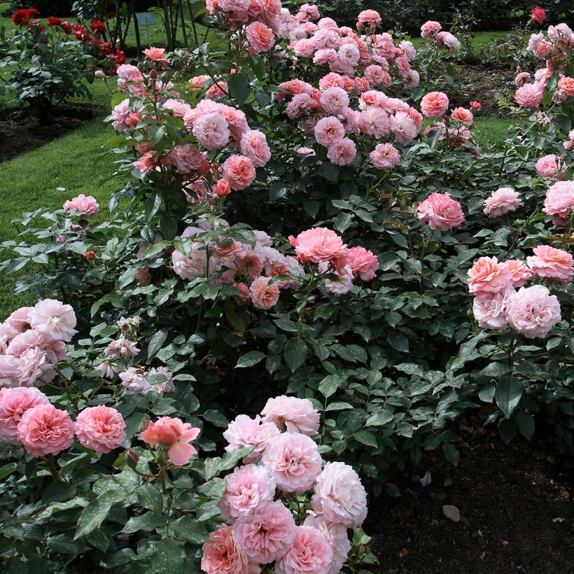 Rosier à fleurs groupées Botticelli (Port)