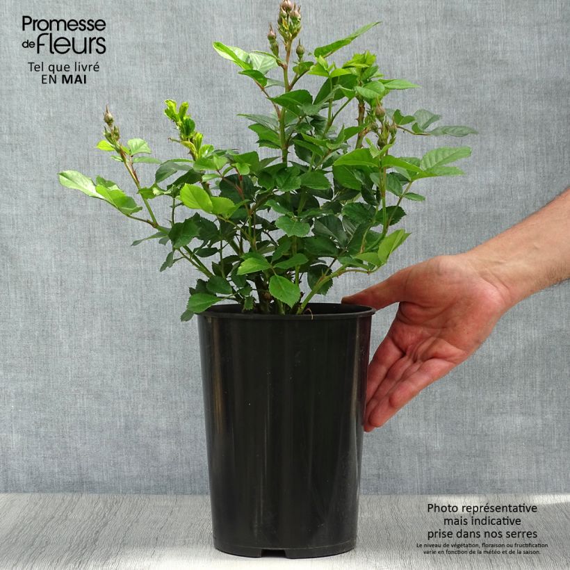 Spécimen de Rosier à fleurs groupées Bouquet Parfait en pot de 4L tel que livré au printemps