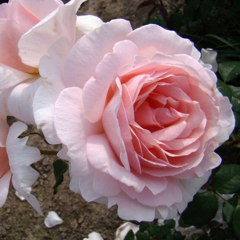 Rosier à fleurs groupées Caroline's Heart (Floraison)