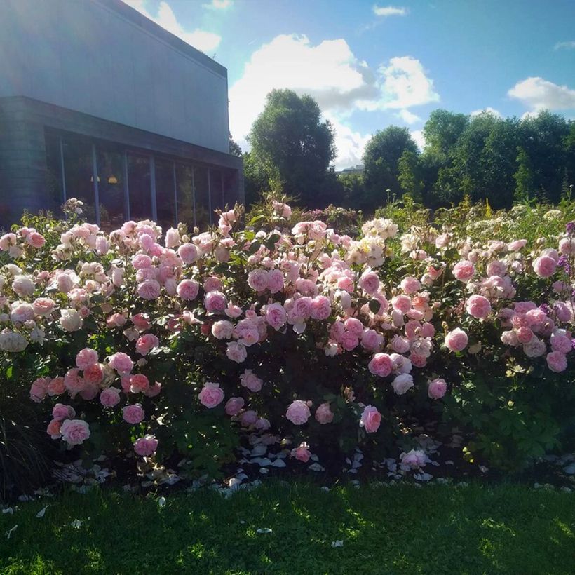 Rosier à fleurs groupées Caroline's Heart (Port)