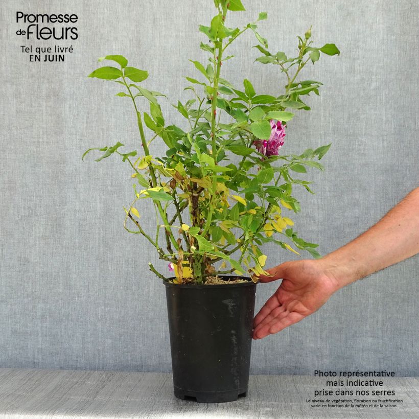 Spécimen de Rosier à fleurs groupées Fizzy Lady - Pot de 4L/5L tel que livré au printemps