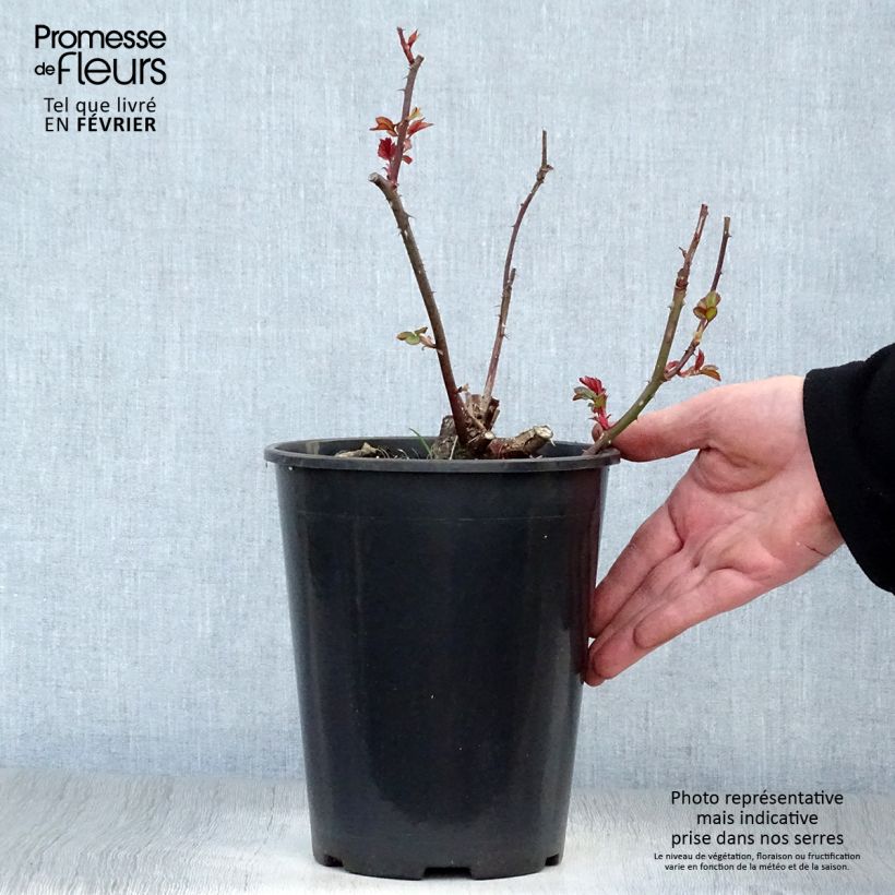 Spécimen de Rosier à fleurs groupées Fragrant Delight Pot de 2L/3L tel que livré en hiver