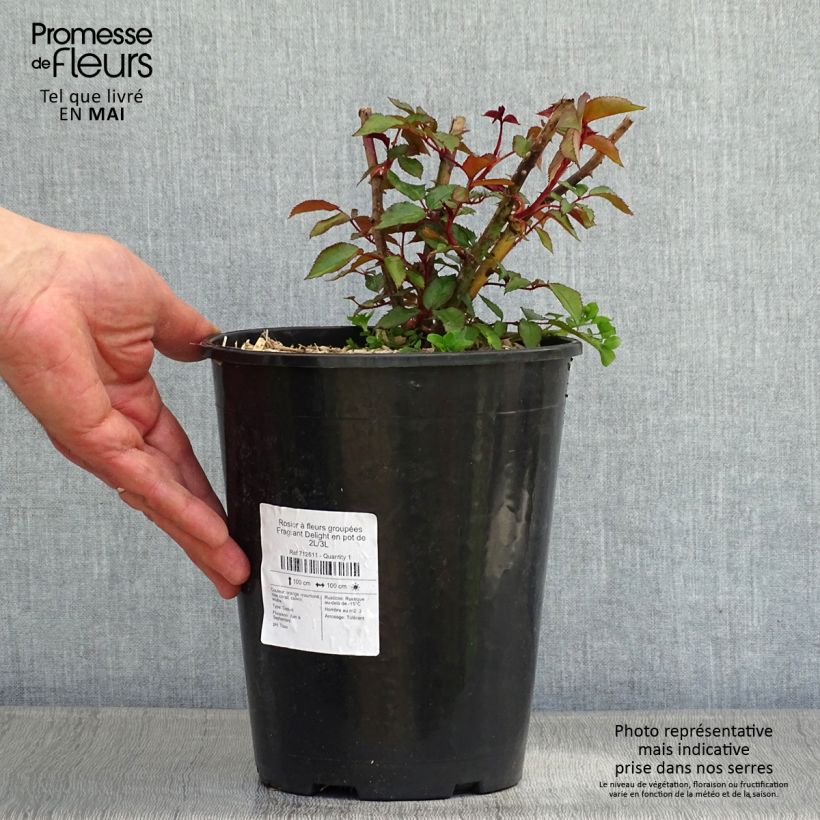 Spécimen de Rosier à fleurs groupées Fragrant Delight en pot de 2L/3L tel que livré au printemps