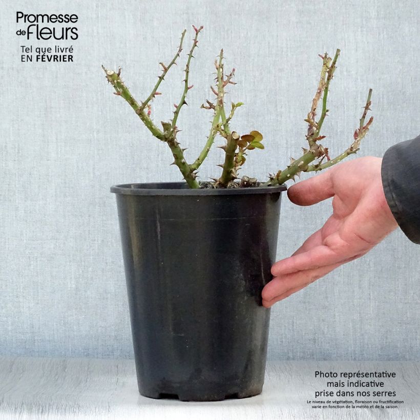 Spécimen de Rosier à fleurs groupées François Mauriac Pot de 4L/5L tel que livré en hiver