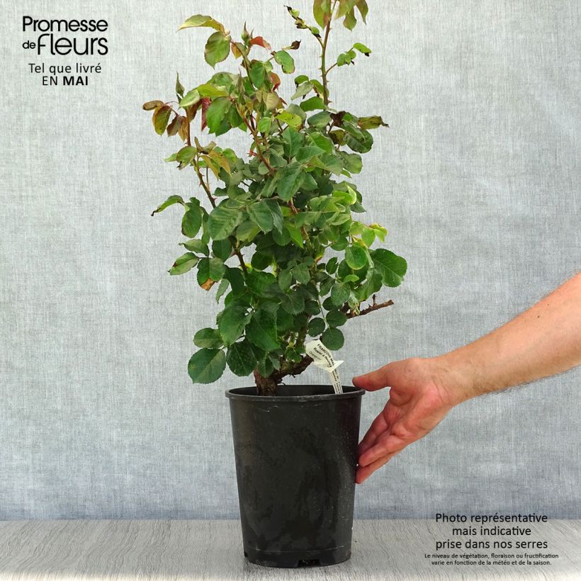Spécimen de Rosier à fleurs groupées François Mauriac en pot de 4L/5L tel que livré au printemps