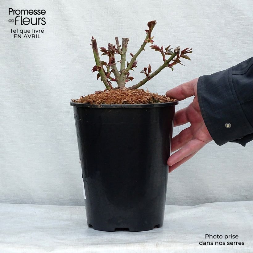 Spécimen de Rosier à fleurs groupées Garden of Roses - Joie de Vivre en pot de 4L/5L tel que livré au printemps