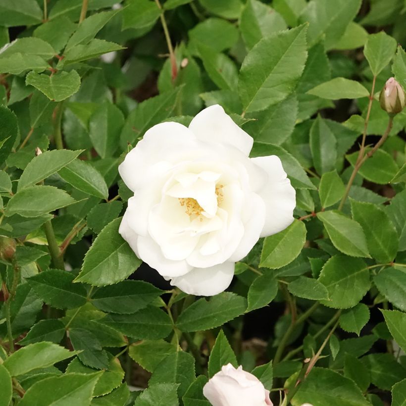 Rosier à fleurs groupées Iceberg (Fée des neiges) (Floraison)