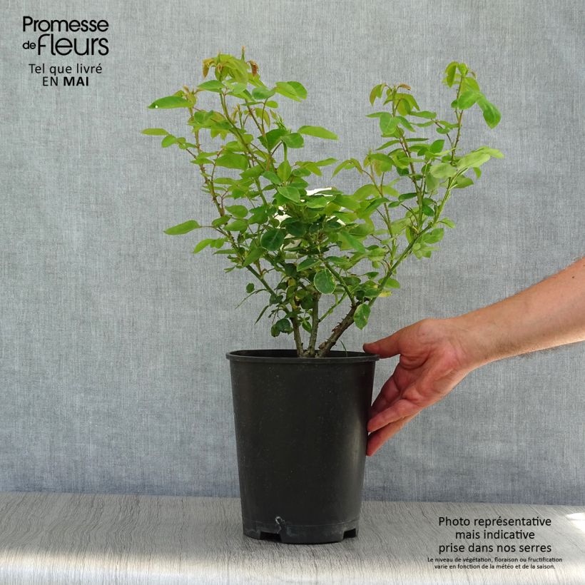 Spécimen de Rosier à fleurs groupées Iceberg (Fée des neiges) en pot de 5L tel que livré au printemps