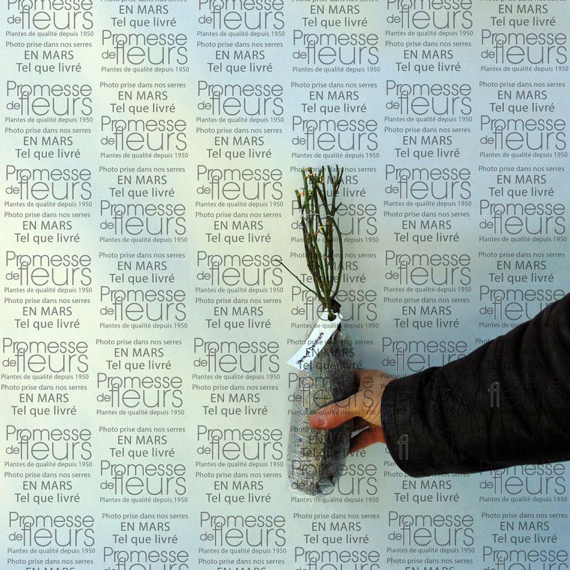 Spécimen de Rosier à fleurs groupées Irene of Denmark tel que livré en printemps