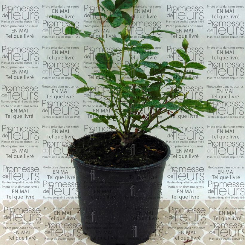 Exemple de spécimen de Rosier à fleurs groupées Irene of Denmark en pot de 3L tel que livré