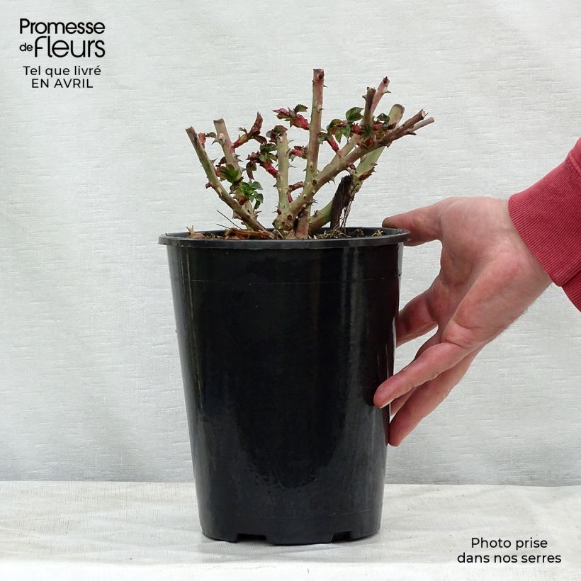 Spécimen de Rosier à fleurs groupées La Sevillana en pot de 3L tel que livré au printemps