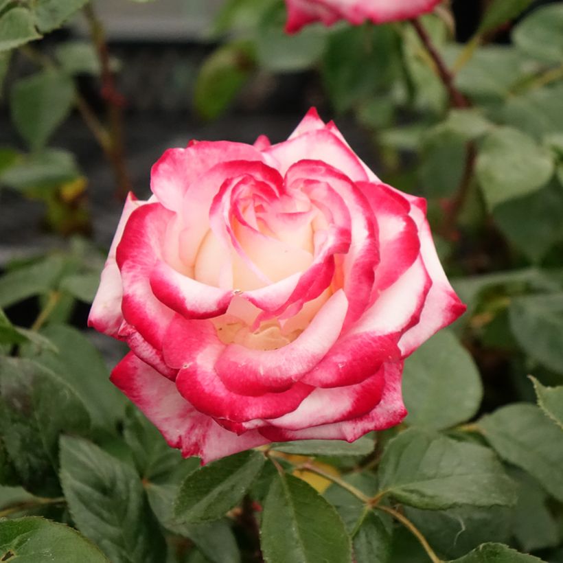 Rosier à fleurs groupées Laminuette (Floraison)