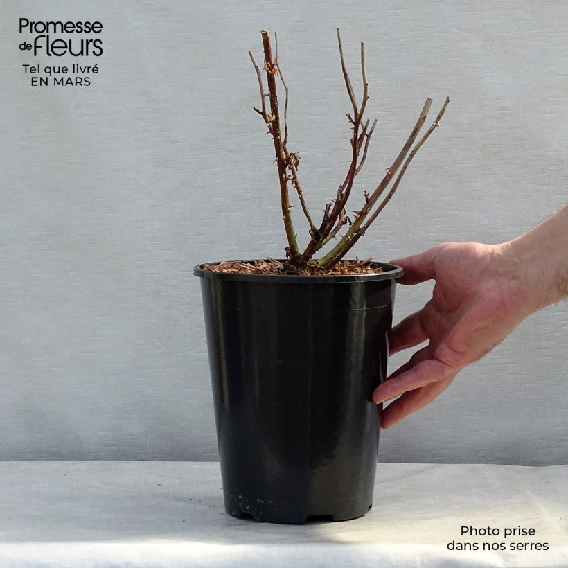 Spécimen de Rosier à fleurs groupées Laminuette en pot de 3L tel que livré au printemps