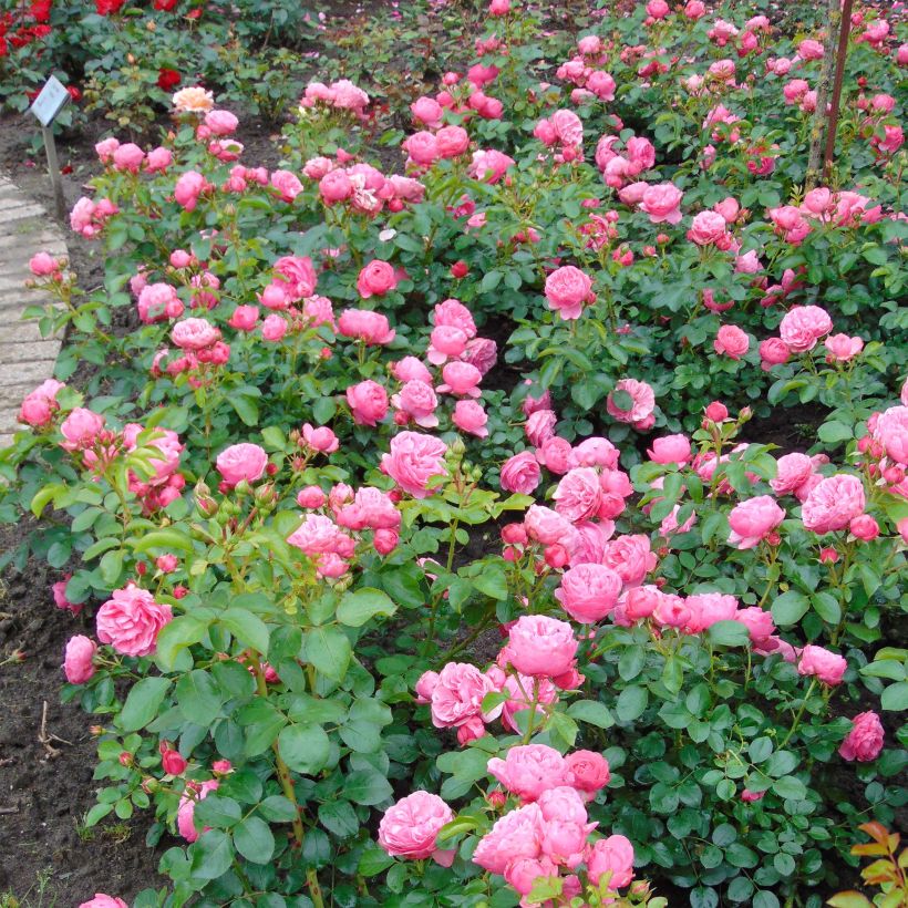 Rosier à fleurs groupées Leonardo da Vinci (Port)