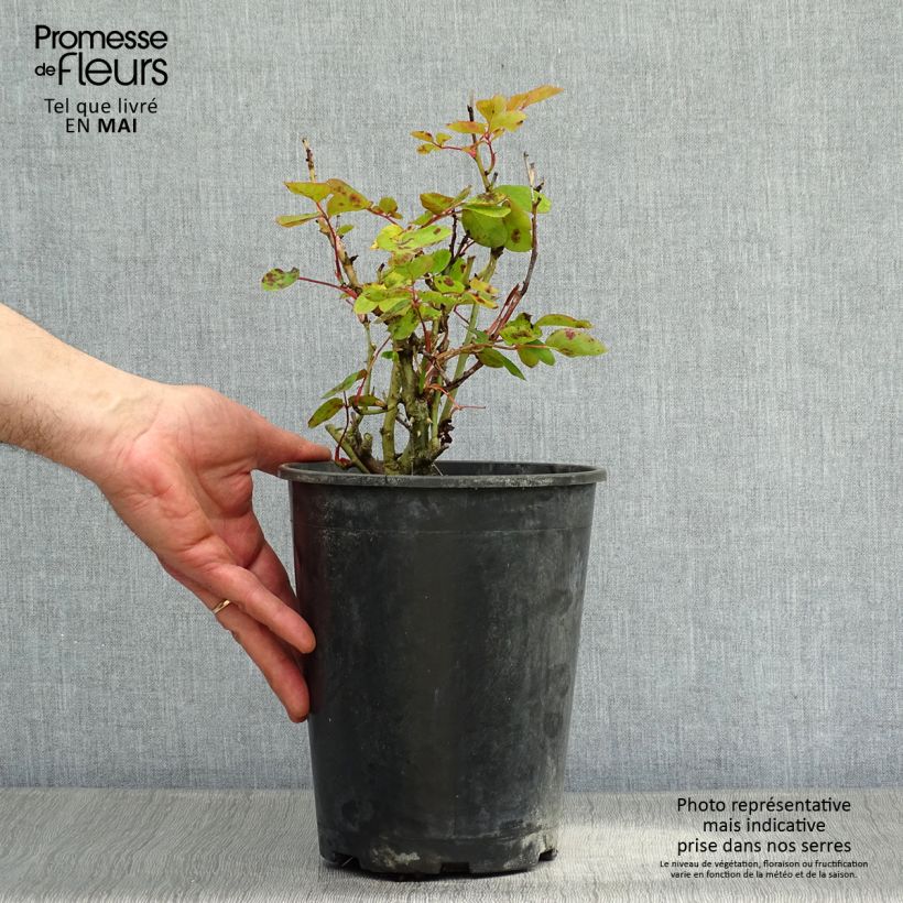 Spécimen de Rosier à fleurs groupées Lili Marleen en pot de 4L/5L tel que livré au printemps
