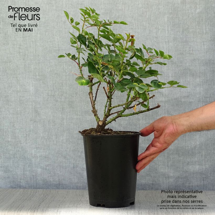 Spécimen de Rosier à fleurs groupées Love Song en pot de 4L tel que livré au printemps