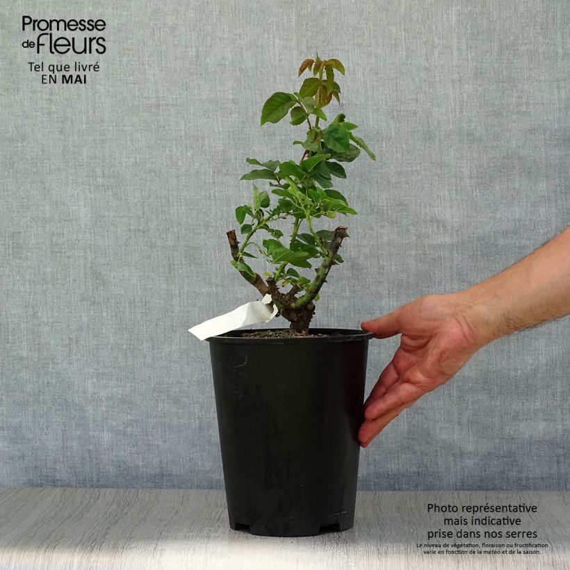Spécimen de Rosier à fleurs groupées Mokarosa en pot de 4L tel que livré au printemps