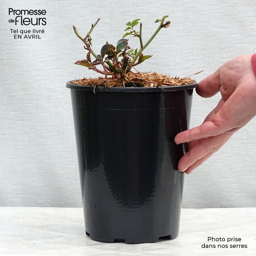 Spécimen de Rosier à fleurs groupées Margaret Merril - pot de 2L/3L tel que livré au printemps