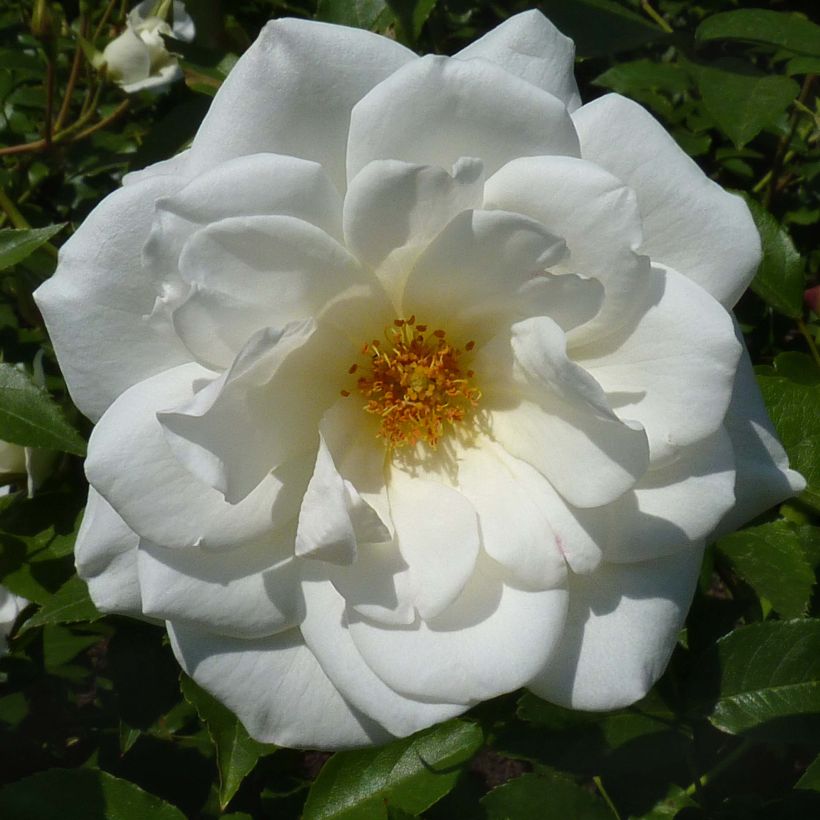 Rosier à fleurs groupées Maria Mathilda (Floraison)