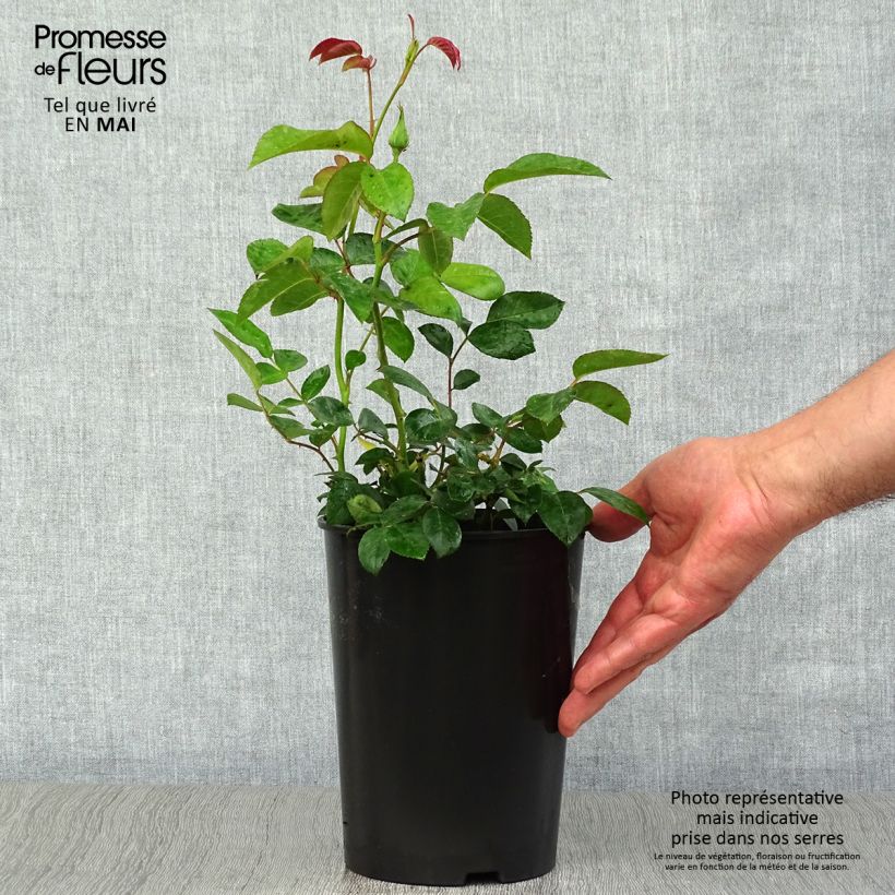 Spécimen de Rosier à fleurs groupées Maria Mathilda en pot de 3L/4L tel que livré au printemps