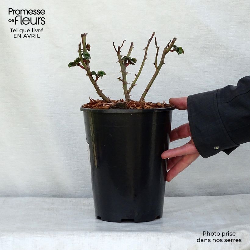 Spécimen de Rosier à fleurs groupées Marie Curie en pot de 2L/3L tel que livré au printemps