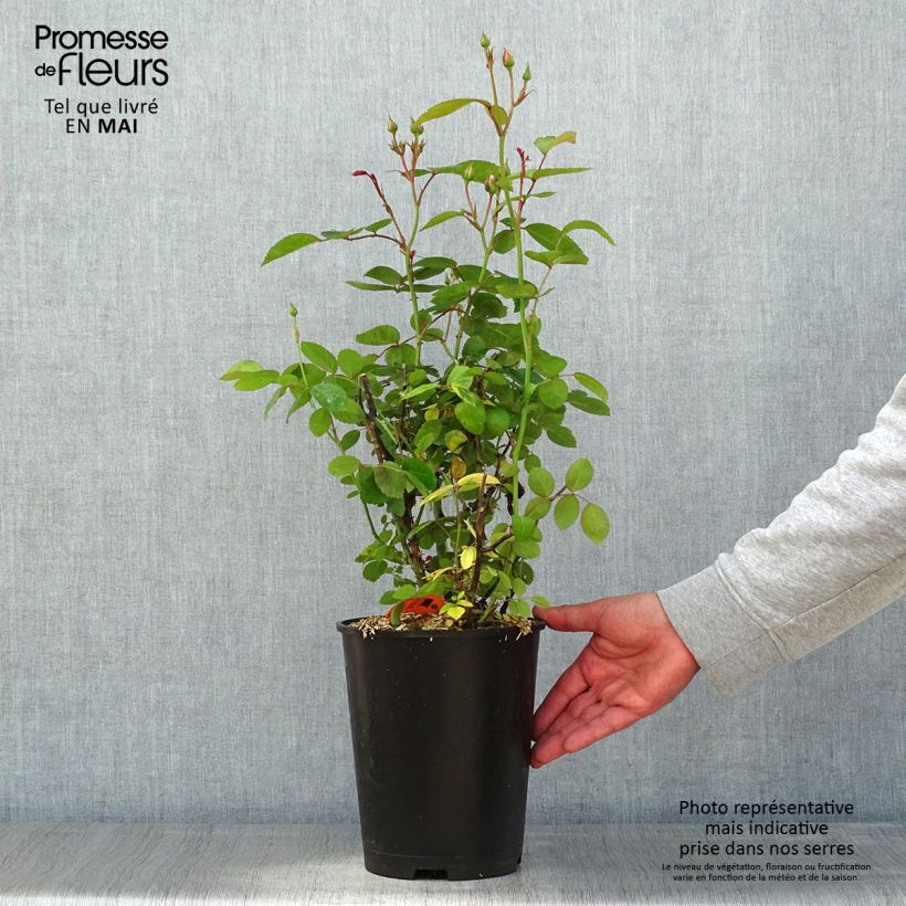 Spécimen de Rosier à fleurs groupées Marina Picasso pot de 4L/5L tel que livré au printemps