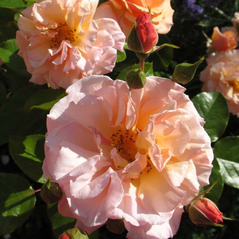 Rosier à fleurs groupées Martin des Senteurs (Floraison)