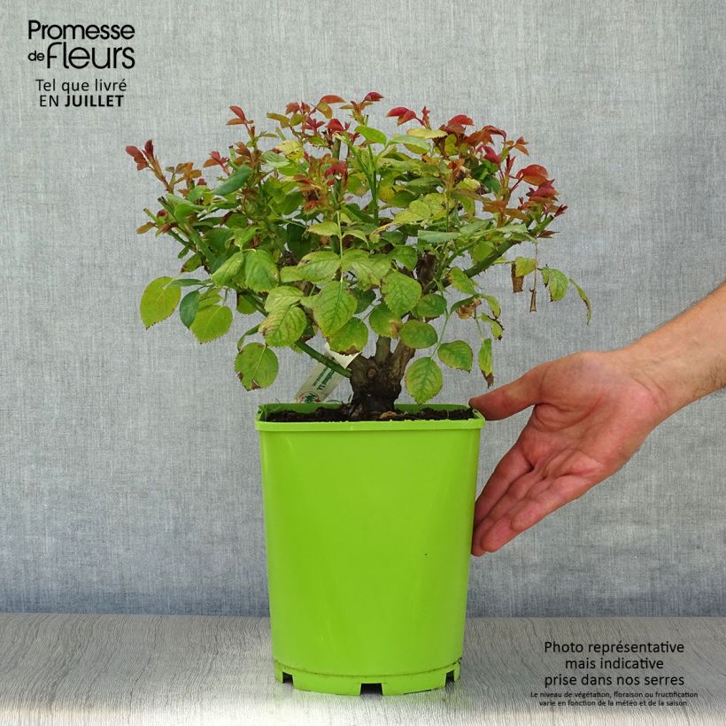 Spécimen de Rosier à fleurs groupées Martin des Senteurs Pot de 4L/5L tel que livré en été