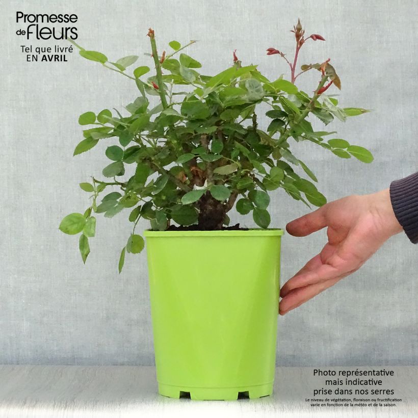 Spécimen de Rosier à fleurs groupées Martin des Senteurs en pot de 4L/5L tel que livré au printemps