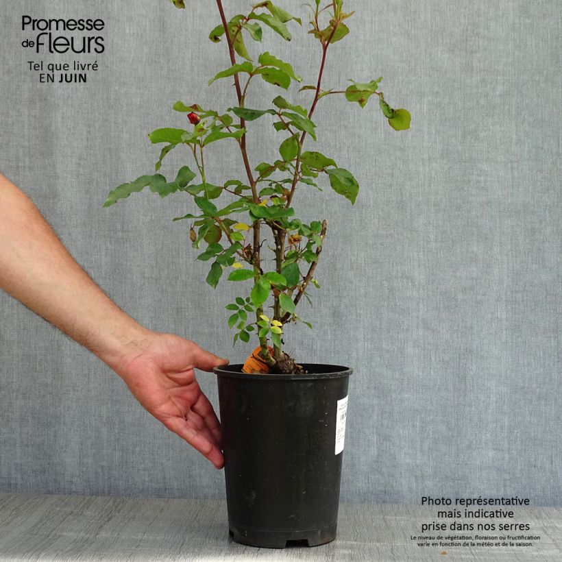 Spécimen de Rosier à fleurs groupées Message d'Espoir pot de 4L/5L tel que livré au printemps
