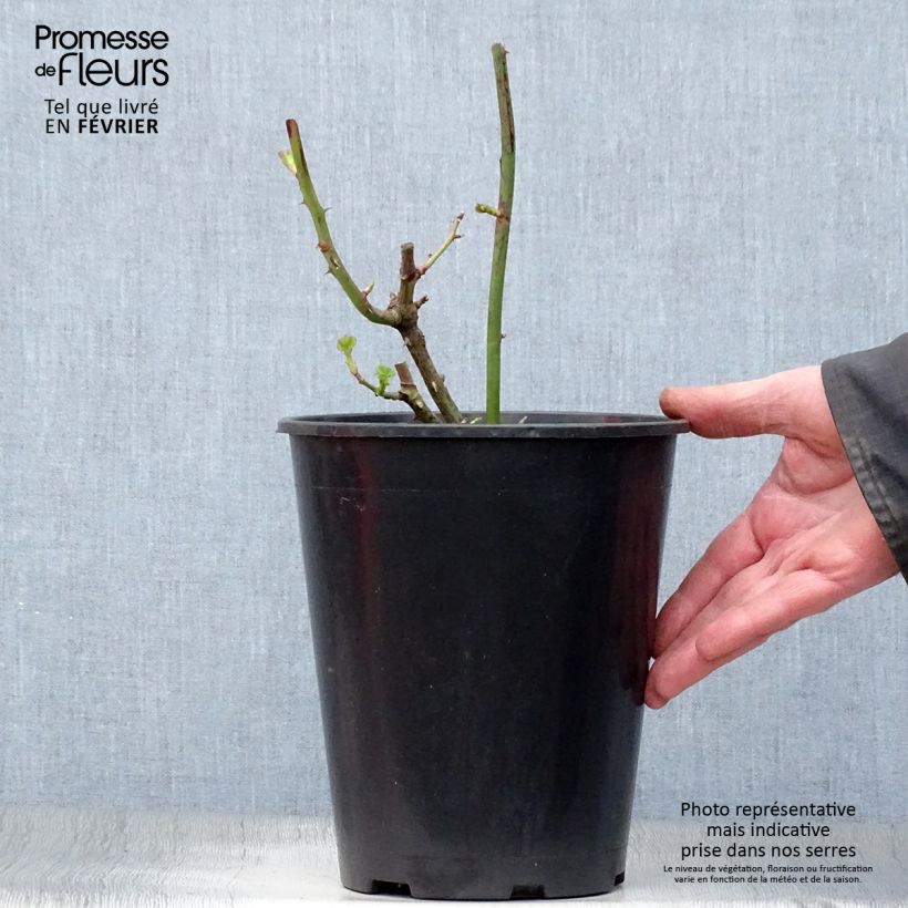 Spécimen de Rosier à fleurs groupées Minerva Pot de 3L/4L tel que livré en hiver