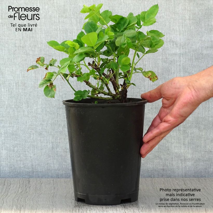 Spécimen de Rosier à fleurs groupées Minerva en pot de 3L/4L tel que livré au printemps