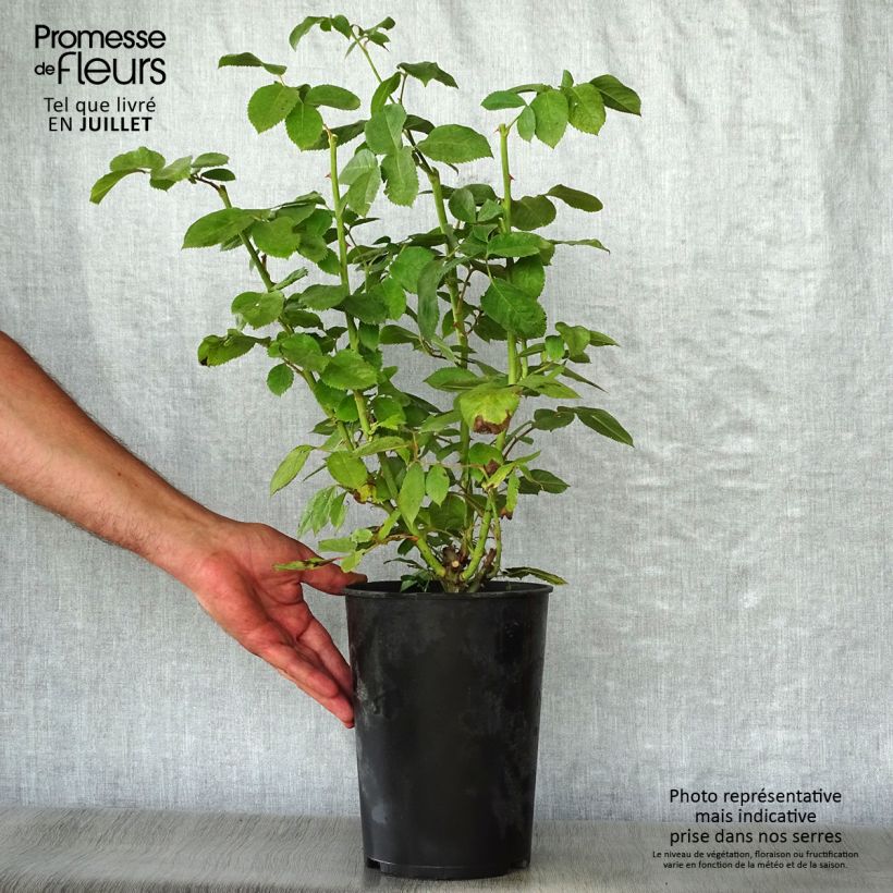 Spécimen de Rosier à fleurs groupées Novalis Pot de 4L/5L tel que livré en été