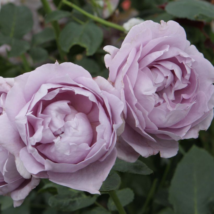 Rosier à fleurs groupées Novalis (Floraison)