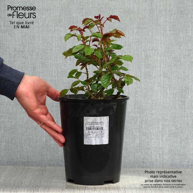Spécimen de Rosier à fleurs groupées Orangerie en pot de 2L/3L tel que livré au printemps