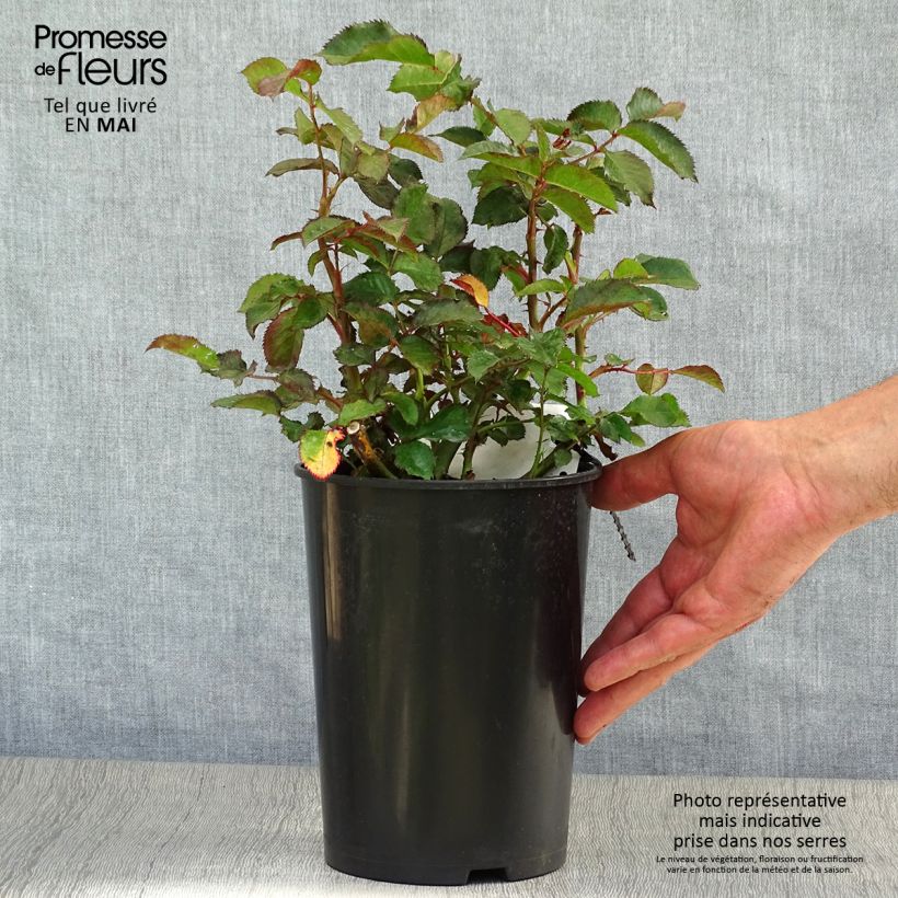 Spécimen de Rosier à fleurs groupées Oranges and Lemons Pot de 2L/3L tel que livré au printemps
