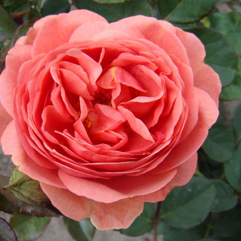 Rosier à fleurs groupées Park Abbey Rose (Floraison)