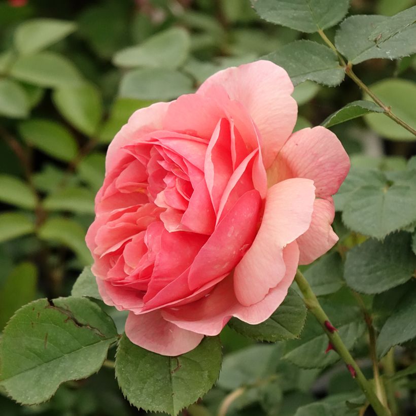 Rosier à fleurs groupées Park Abbey Rose (Floraison)