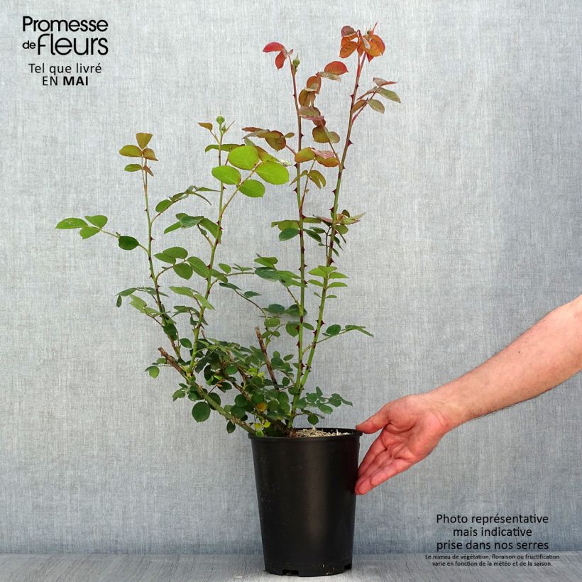 Spécimen de Rosier à fleurs groupées Park Abbey Rose - en pot de 4L/5L tel que livré au printemps