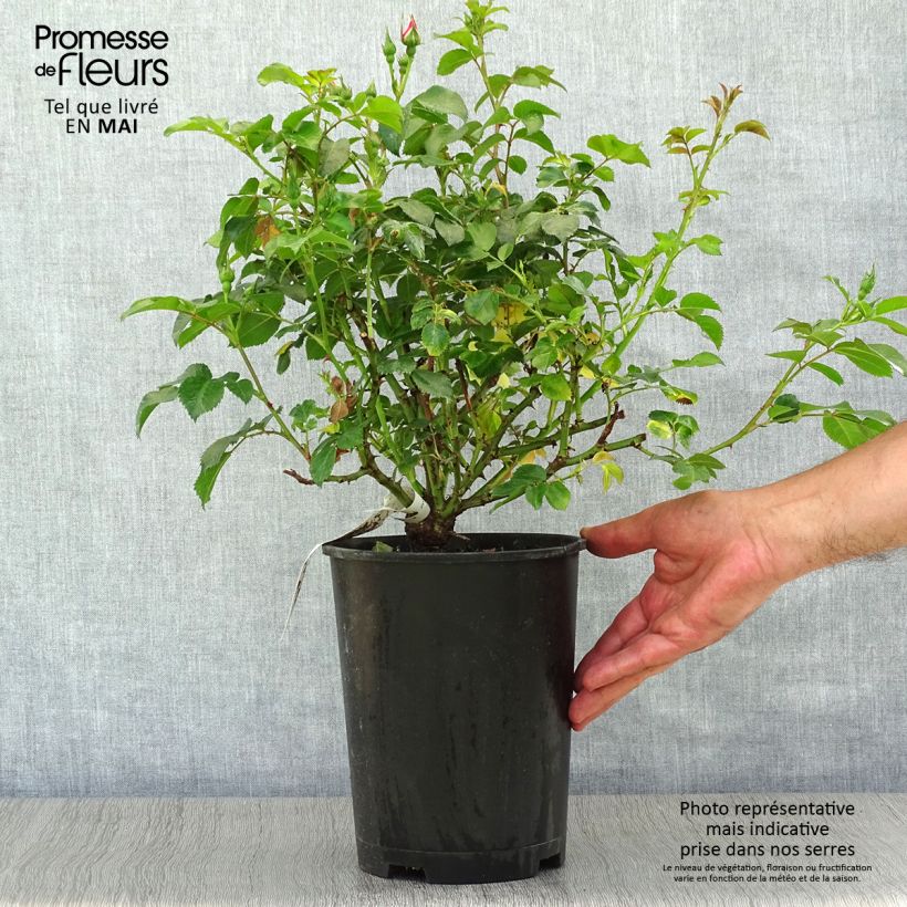 Spécimen de Rosier à fleurs groupées Peace and Love en pot de 4L tel que livré au printemps