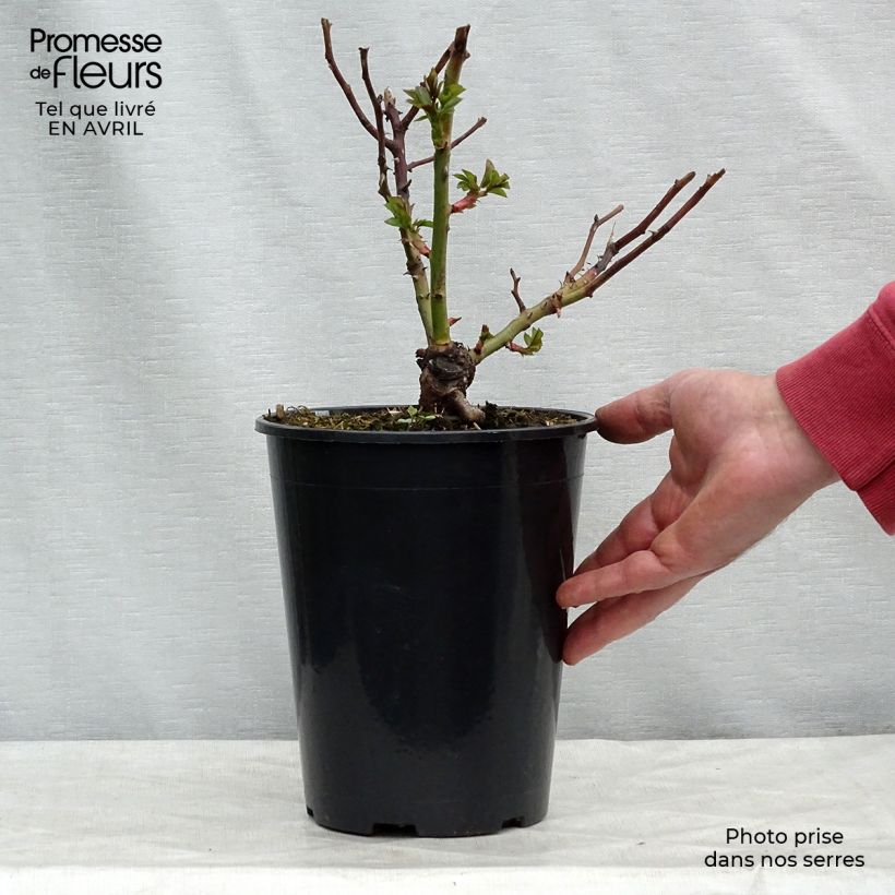 Spécimen de Rosier à fleurs groupées Pomponella en pot de 4L. tel que livré au printemps