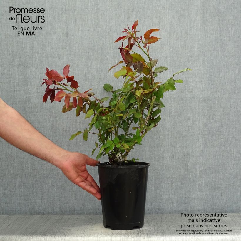 Spécimen de Rosier à fleurs groupées Quinte Flush - pot de 4L/5L tel que livré au printemps
