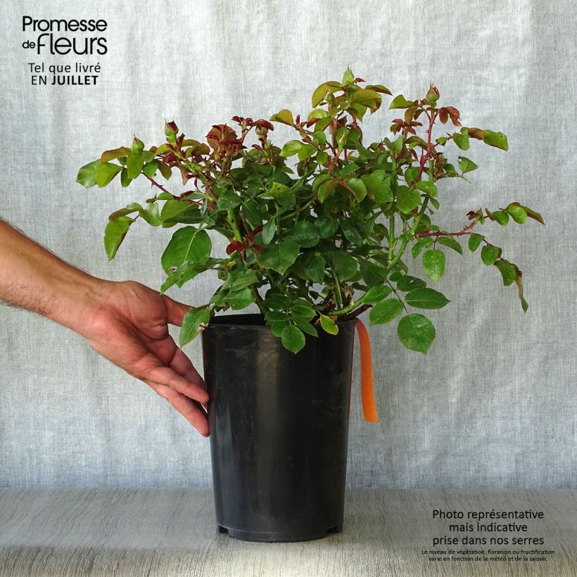 Spécimen de Rosier à fleurs groupées Red Leonardo da Vinci Pot de 4L/5L tel que livré en été