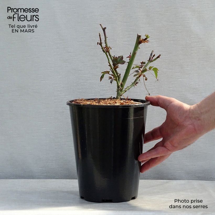 Spécimen de Rosier à fleurs groupées Remembrance en pot de 3L tel que livré au printemps
